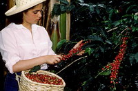 колумбийский кофе могут признать достоянием человечества