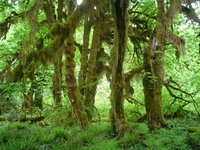 пакетная программа  чудеса тропического леса  (5 дн/4 н)